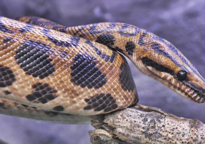 Asteroid that wiped out dinosaurs shaped fortunes of snakes