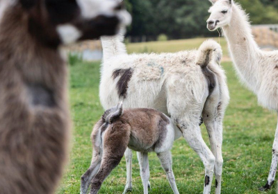 Covid: Immune therapy from llamas shows promise
