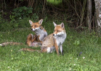 Mark Hankinson: Top huntsman guilty of encouraging illegal fox hunting