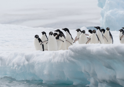 China blocks moves to step up protection of emperor penguins
