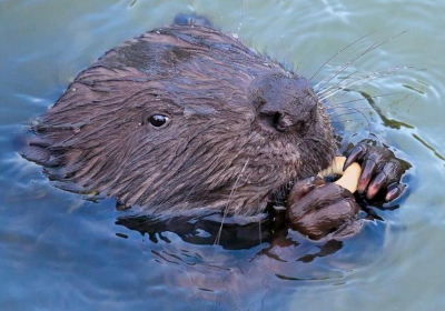 Consultation begins on beaver reintroductions
