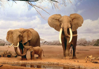 Chinas wandering elephants may finally be heading home