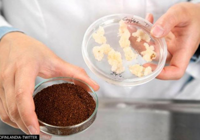 First-ever Lab Grown Coffee Produced By Scientists In Finland Tastes Ordinary