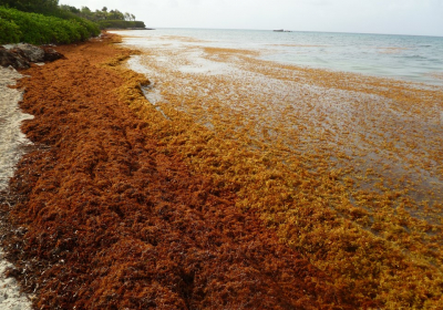 Mexico Caribbean beaches may see worst sargassum since 2018