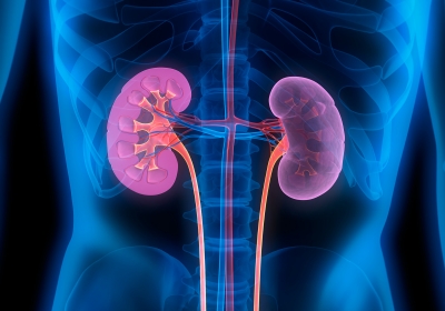 Scientists alter blood type of donor kidneys to increase supply of organs for transplant