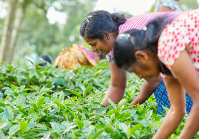 Adaptation strategies needed now as climate change shifts crop production: Study