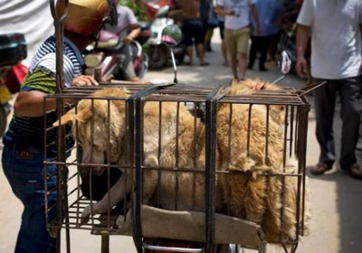 South Korea president considers ban on dog meat consumption