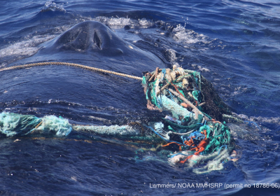 Entangled humpback whale cleared of marine debris off Maui