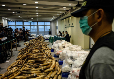 Hong Kong ban on ivory sales comes into force