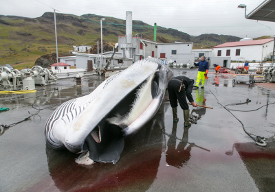 Iceland to end whaling as demand dwindles