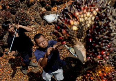 How Indonesias policy stumbles over palm oil have unfolded
