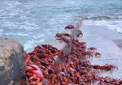 Millions of cannibal crabs shut down roads in Australia as they migrate towards ocean