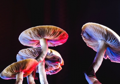 Magic mushrooms likely to be worlds most effective tool against depression 