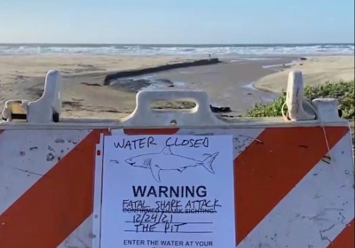 Surfer killed in apparent great white shark attack at California beach