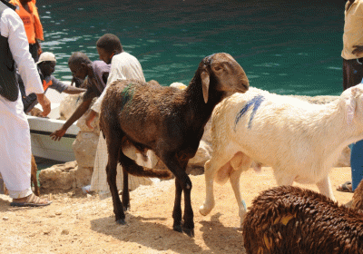More than 15000 sheep drown after live export ship sinks in Sudan