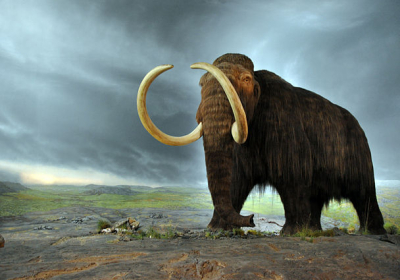 Tusk reveals woolly mammoths massive lifetime mileage