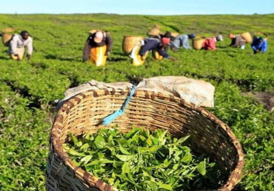 Darjeeling tea production sinks to record low in 2021