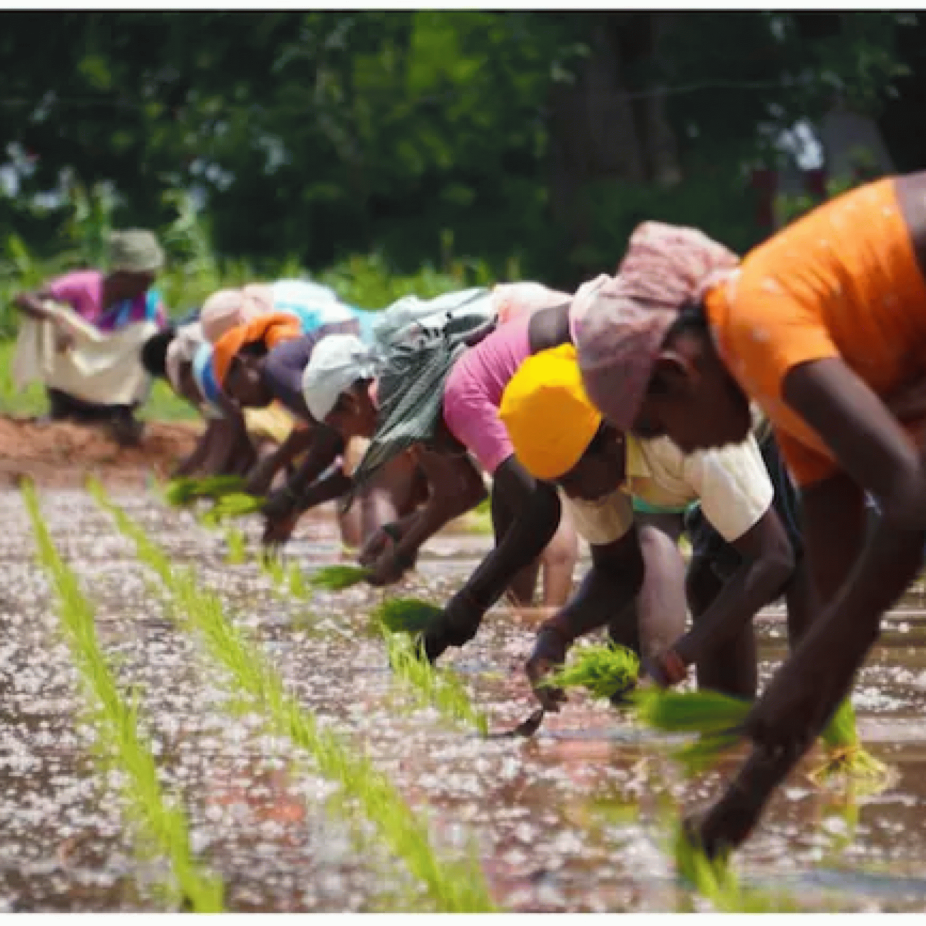 International Day for Rural Women 2021: History significance and theme